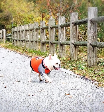 ＜わんちゃんとの旅行/食事なし＞愛犬と一緒素泊りプラン